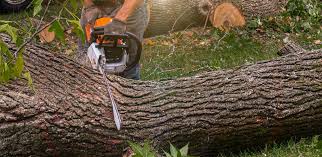 How Our Tree Care Process Works  in  Highland, AR